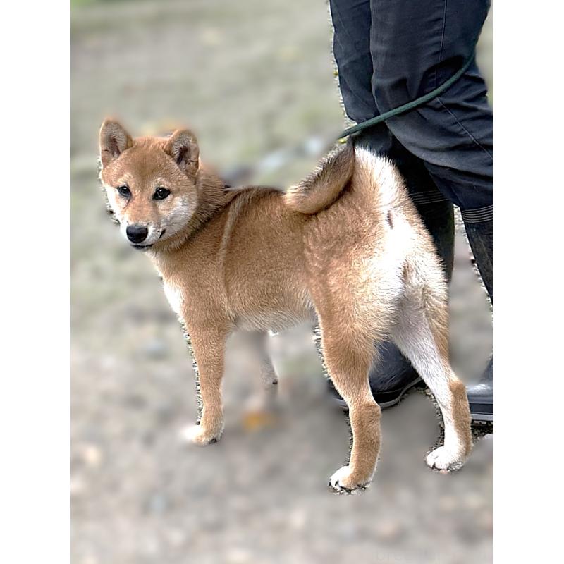成約済の宮城県の柴犬-404336の7枚目